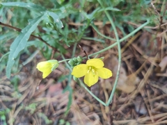 Brassiceae