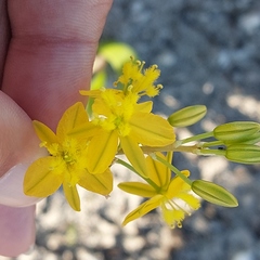 Bulbine praemorsa