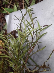 Angraecum panicifolium