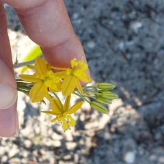 Bulbine praemorsa