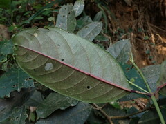 Turpinia formosana