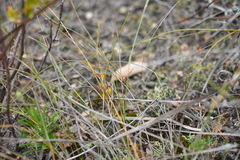 Caleana nigrita