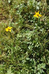 Bidens ostruthioides