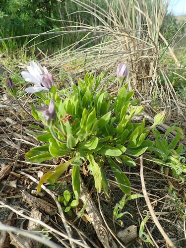 Dimorphotheca fruticosa