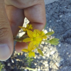Bulbine praemorsa