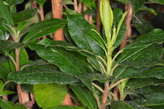 Hedycarya angustifolia