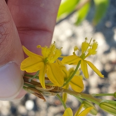 Bulbine praemorsa
