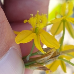 Bulbine praemorsa