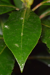 Hedycarya angustifolia