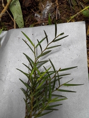 Angraecum panicifolium