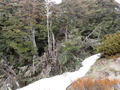 Nothofagus cliffortioides