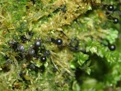 Lamproderma columbinum