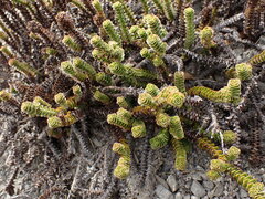 Veronica epacridea