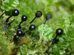 Lamproderma columbinum