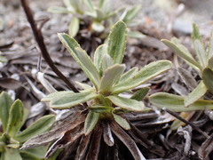 Celmisia angustifolia