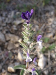 Salvia viridis