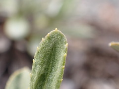 Celmisia angustifolia