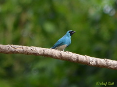 Tersina viridis
