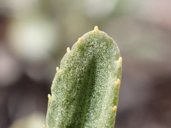 Celmisia angustifolia