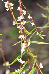 Pimelea axiflora axiflora