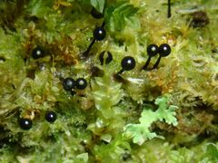 Lamproderma columbinum