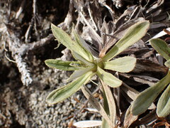 Celmisia angustifolia