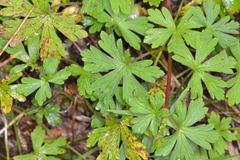 Geranium potentilloides