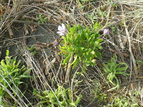 Dimorphotheca fruticosa