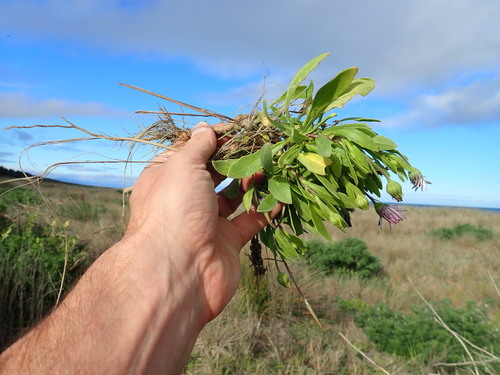 Dimorphotheca fruticosa