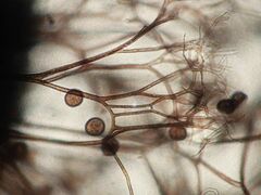 Lamproderma columbinum