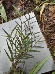 Angraecum panicifolium