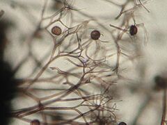 Lamproderma columbinum