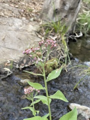 Pluchea odorata odorata