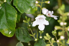 Prostanthera lasianthos