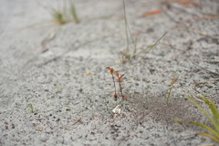 Caleana nigrita