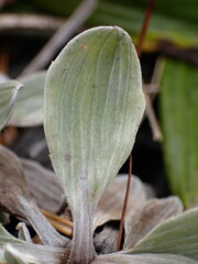 Celmisia discolor