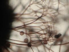 Lamproderma columbinum