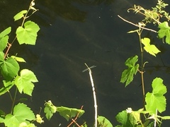 Gomphus