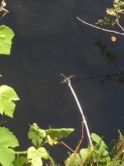 Gomphus