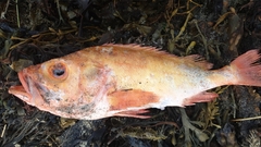 Golden Redfish photo 5