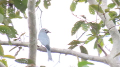 Dicrurus leucophaeus