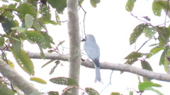 Dicrurus leucophaeus