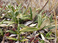 Celmisia spectabilis spectabilis