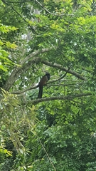 Centropus phasianinus