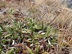 Celmisia spectabilis spectabilis