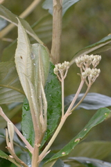 Olearia argophylla