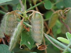 Cajanus scarabaeoides