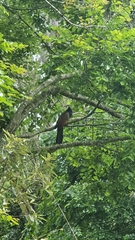 Centropus phasianinus