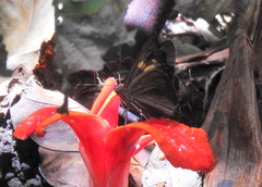Ancistroides nigrita