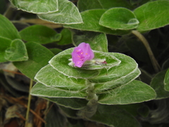 Tradescantia sillamontana